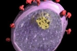 Что такое «плохой иммунитет» или Дисфункции иммунной системы