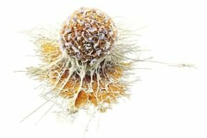 Как появляются раковые клетки и почему они «бессмертны»