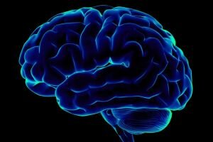 Исследуя тайны человеческого мозга